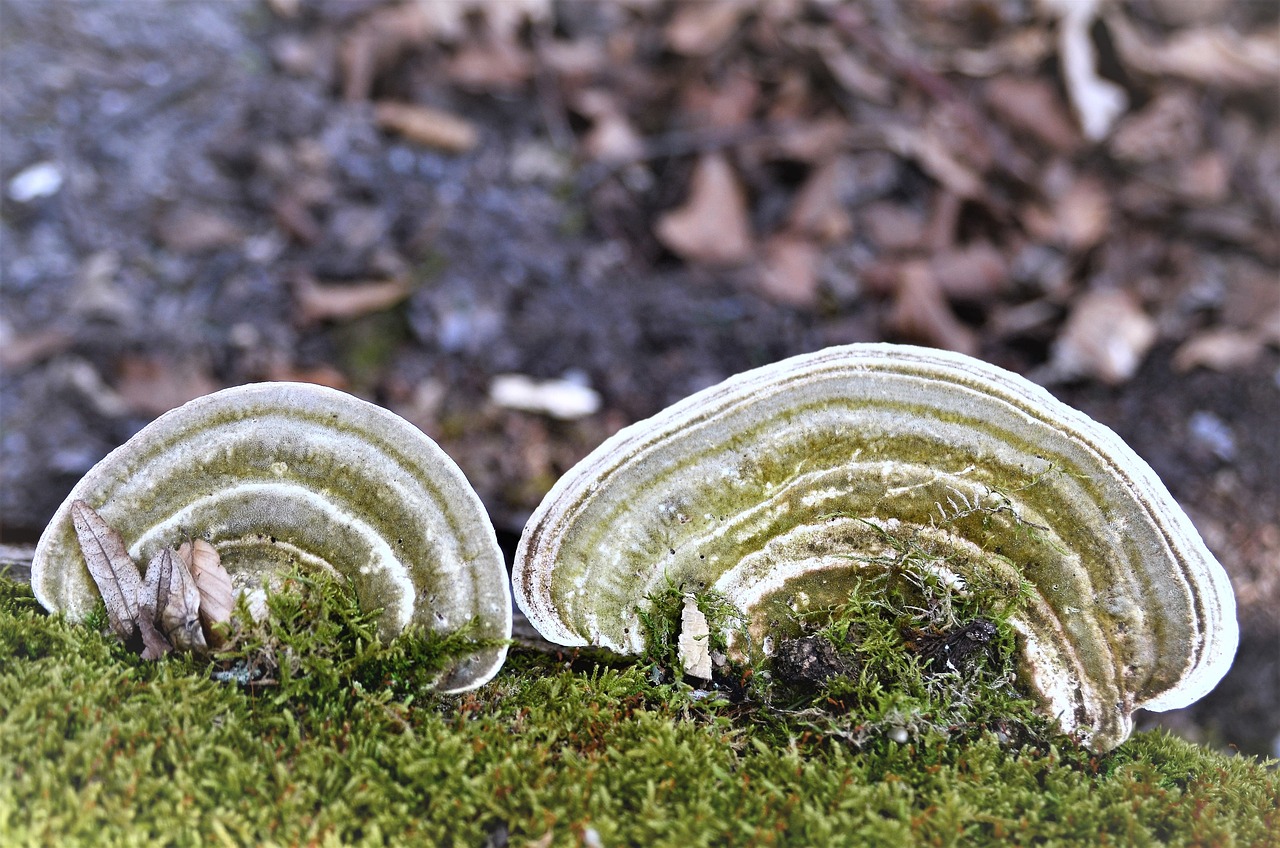 Blogbericht Fomes Fomentarius