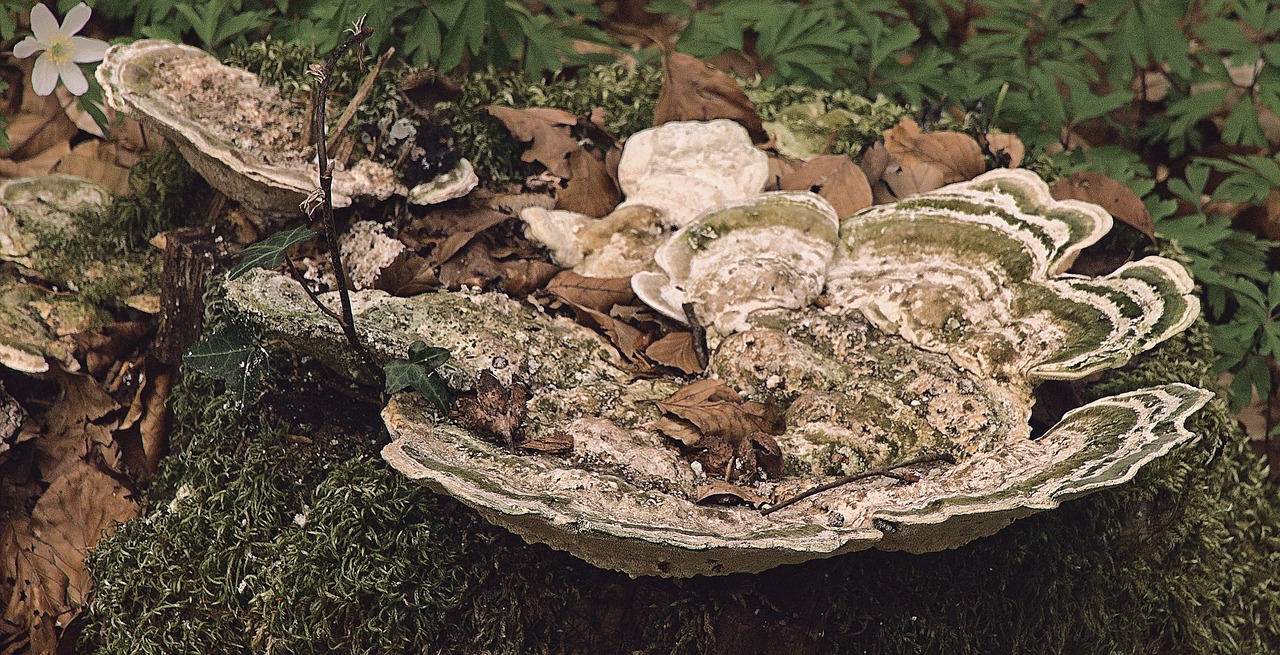 Fomes Fomentarius